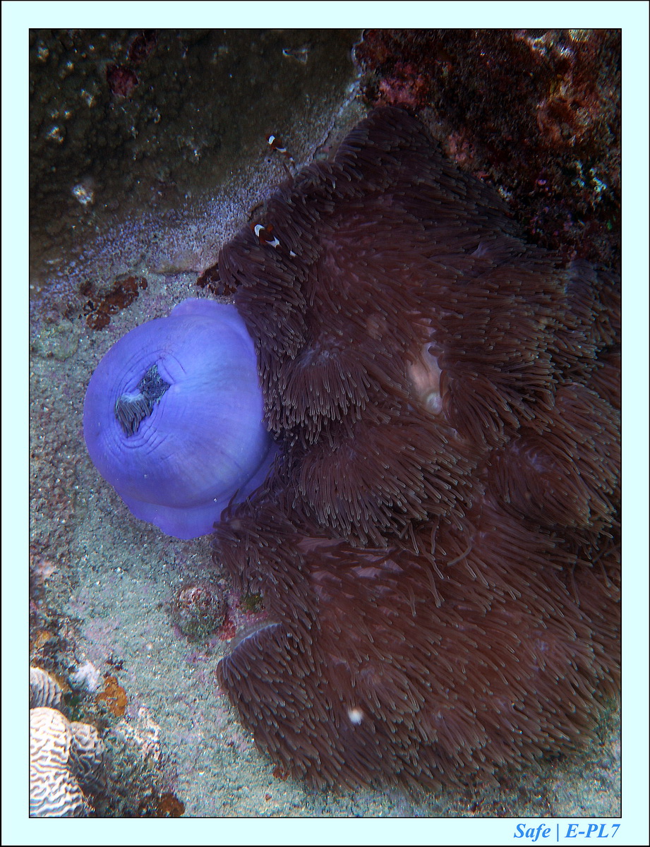 2015   07   Peranthian Islands 46